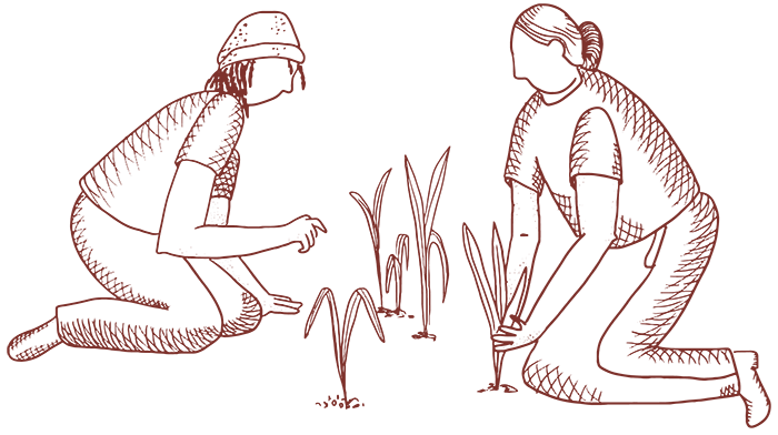 two people in a cornfield