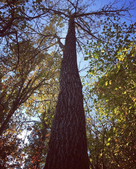 healthy black walnut tree